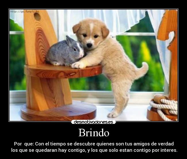 Brindo -