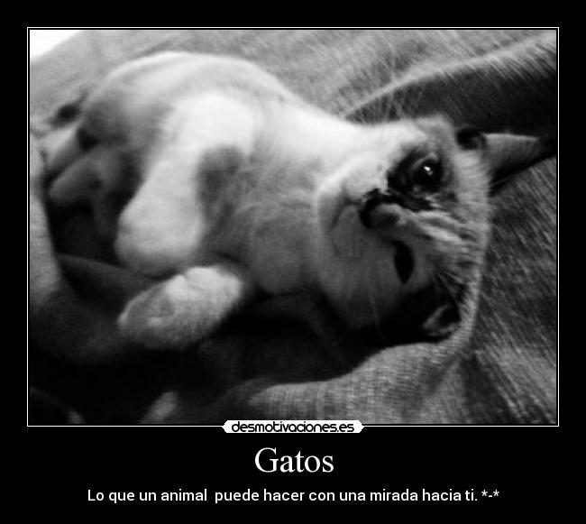 Gatos - 