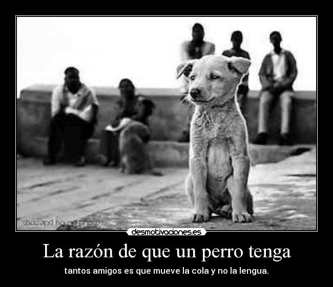 La razón de que un perro tenga - tantos amigos es que mueve la cola y no la lengua.