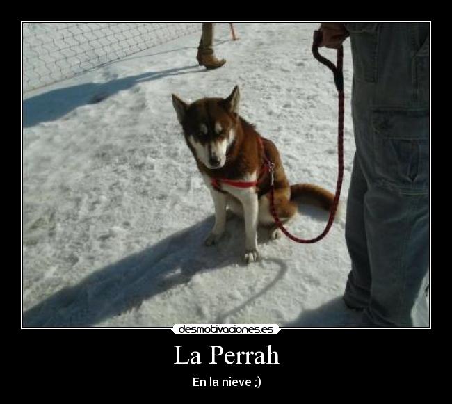 La Perrah - En la nieve ;)