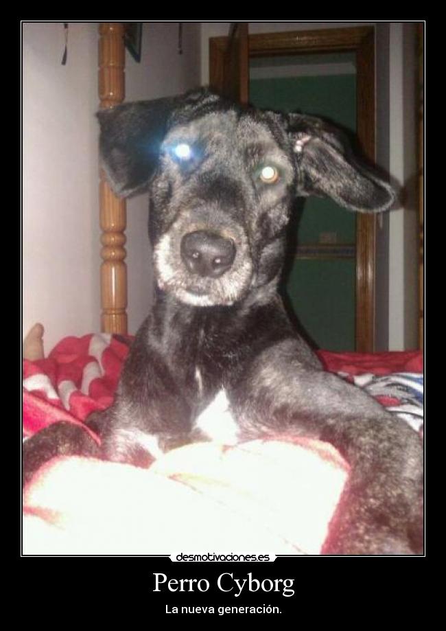 Perro Cyborg - La nueva generación.