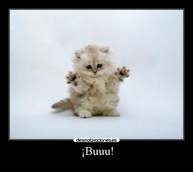 carteles gato buuu desmotivaciones