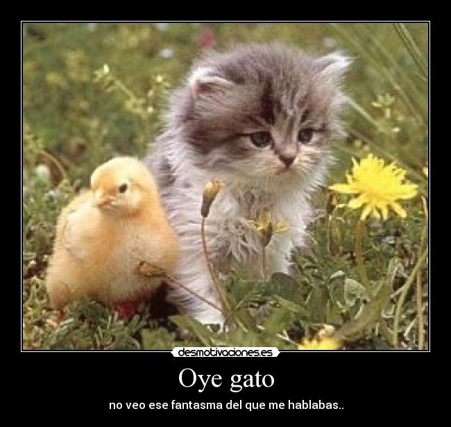 Oye gato - no veo ese fantasma del que me hablabas..