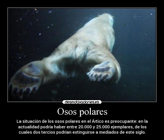 Osos polares - La situación de los osos polares en el Ártico es preocupante: en la
actualidad podría haber entre 20.000 y 25.000 ejemplares, de los
cuales dos tercios podrían extinguirse a mediados de este siglo.