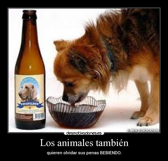 Los animales también - quieren olvidar sus penas BEBIENDO.