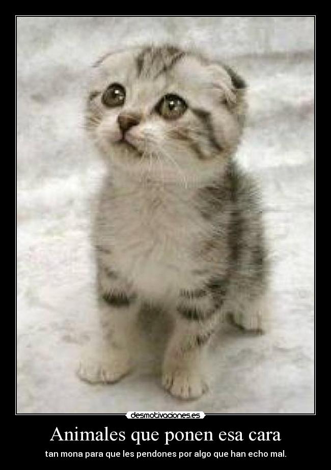 Animales que ponen esa cara - tan mona para que les pendones por algo que han echo mal.