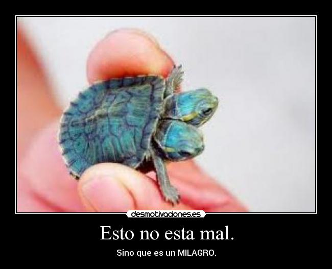 Esto no esta mal. - Sino que es un MILAGRO.