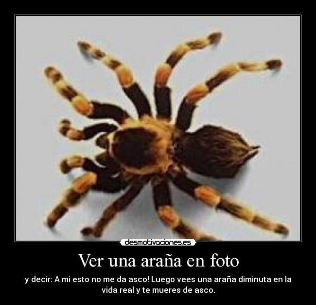 Ver una araña en foto - y decir: A mi esto no me da asco! Luego vees una araña diminuta en la
vida real y te mueres de asco.