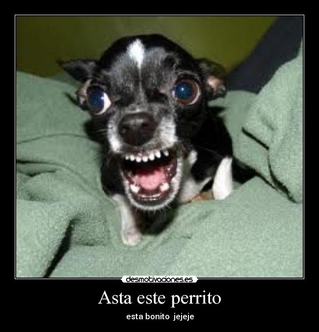 Asta este perrito - 