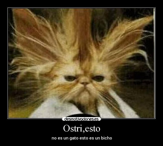 Ostri,esto - no es un gato esto es un bicho