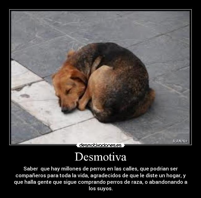 Desmotiva - Saber que hay millones de perros en las calles, que podrian ser
compañeros para toda la vida, agradecidos de que le diste un hogar, y
que halla gente que sigue comprando perros de raza, o abandonando a
los suyos.