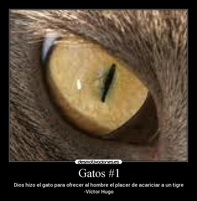 Gatos #1 - 