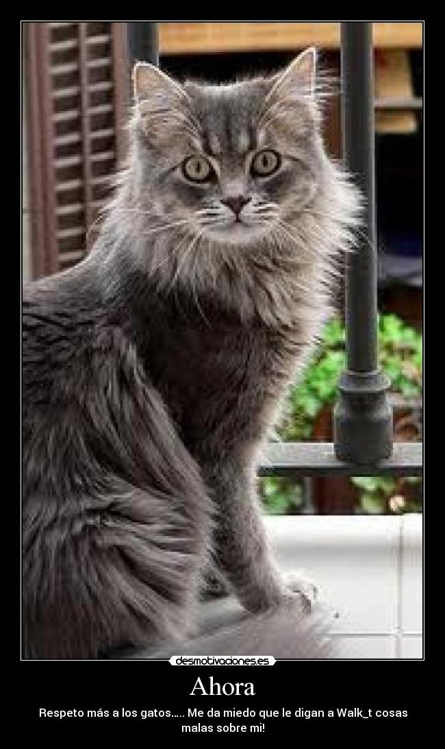 Ahora - Respeto más a los gatos….. Me da miedo que le digan a Walk_t cosas malas sobre mi!