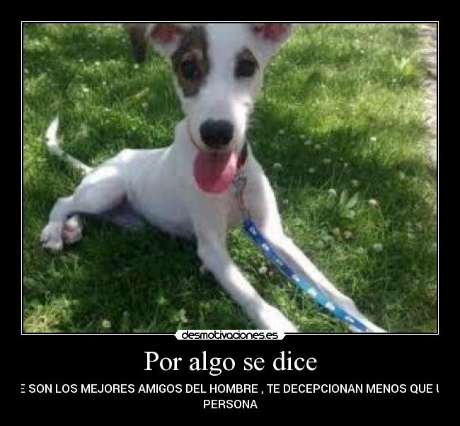 Por algo se dice - QUE SON LOS MEJORES AMIGOS DEL HOMBRE , TE DECEPCIONAN MENOS QUE UNA
PERSONA