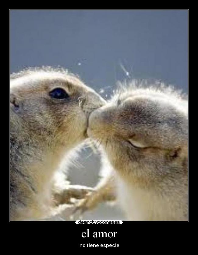 el amor - no tiene especie