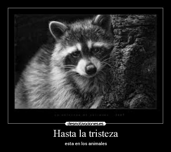 Hasta la tristeza - esta en los animales