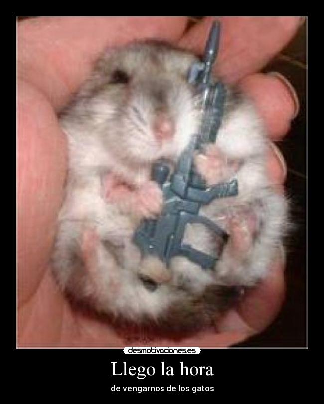 Llego la hora - de vengarnos de los gatos
