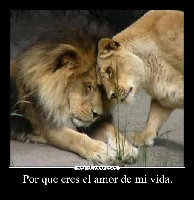 Por que eres el amor de mi vida. -