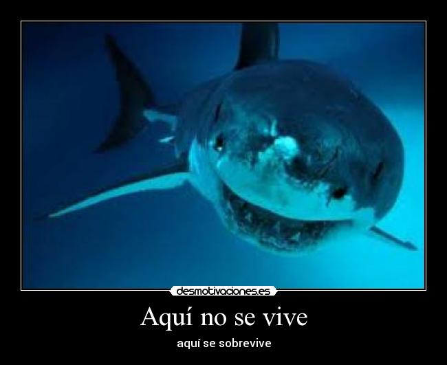 Aquí no se vive - aquí se sobrevive