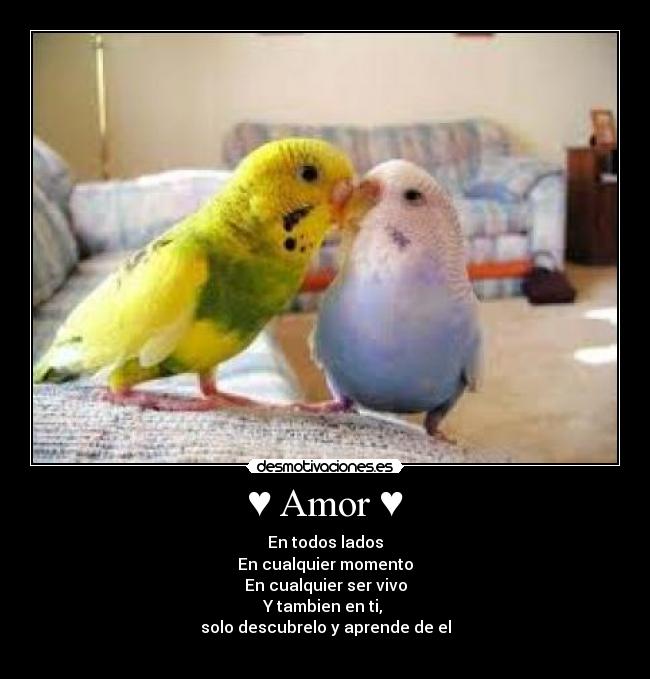 ♥ Amor ♥ - 