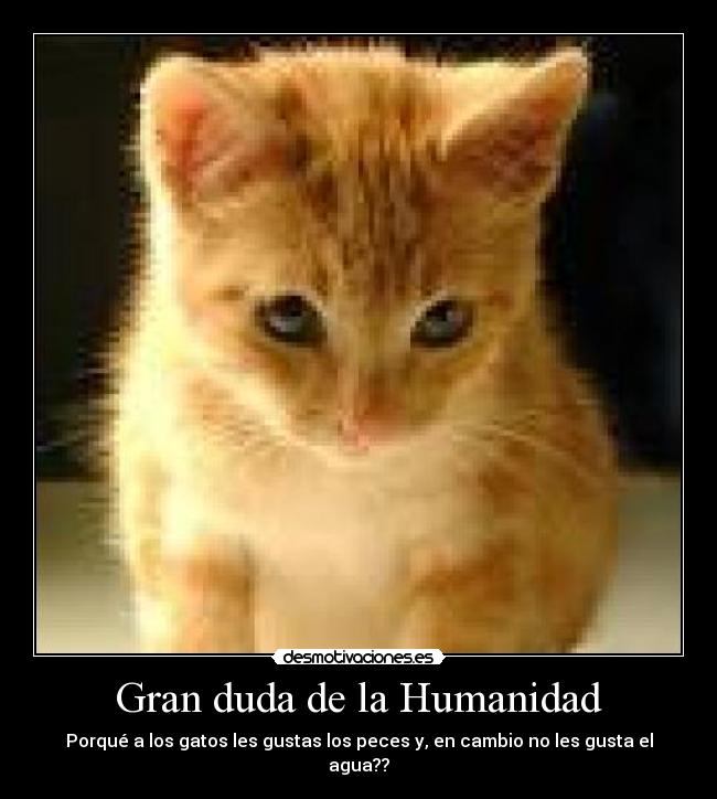 Gran duda de la Humanidad - Porqué a los gatos les gustas los peces y, en cambio no les gusta el agua??