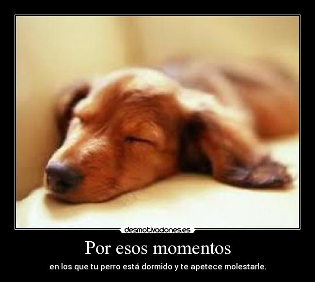 Por esos momentos - en los que tu perro está dormido y te apetece molestarle.
