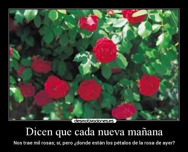 carteles rosal rosas romantico desmotivaciones
