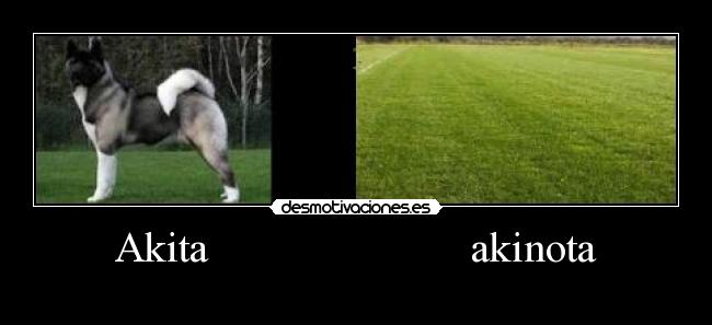 Akita akinota -