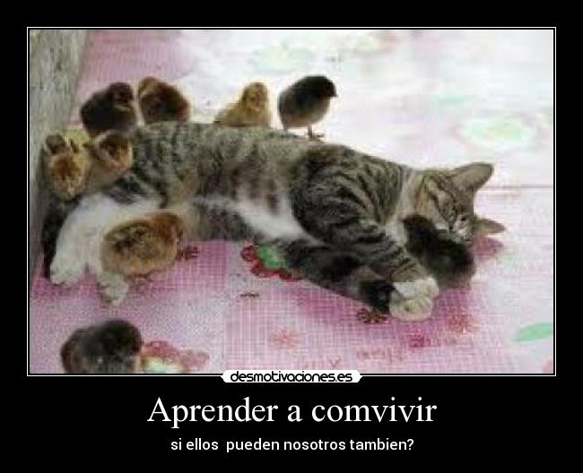 Aprender a comvivir - si ellos  pueden nosotros tambien?