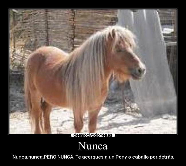 Nunca - Nunca,nunca,PERO NUNCA..Te acerques a un Pony o caballo por detrás.