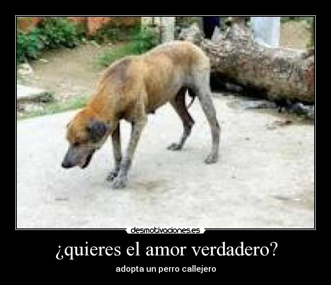 carteles amor parabaram desmotivaciones