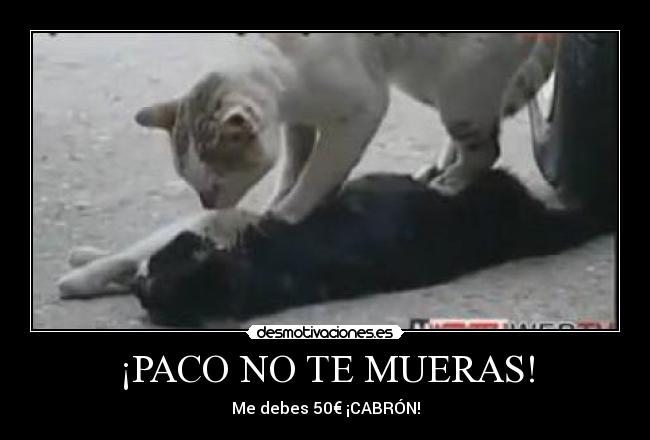 ¡PACO NO TE MUERAS! - Me debes 50€ ¡CABRÓN!