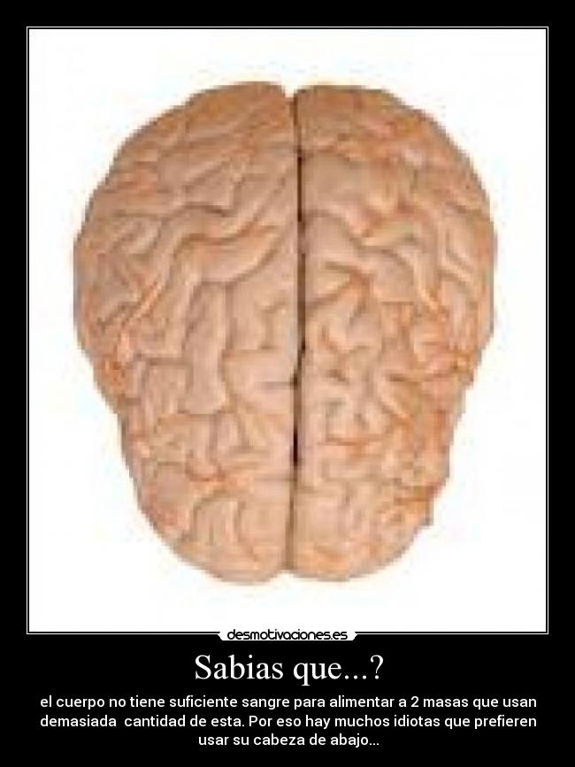 Sabias que...? - el cuerpo no tiene suficiente sangre para alimentar a 2 masas que usan
demasiada cantidad de esta. Por eso hay muchos idiotas que prefieren
usar su cabeza de abajo...