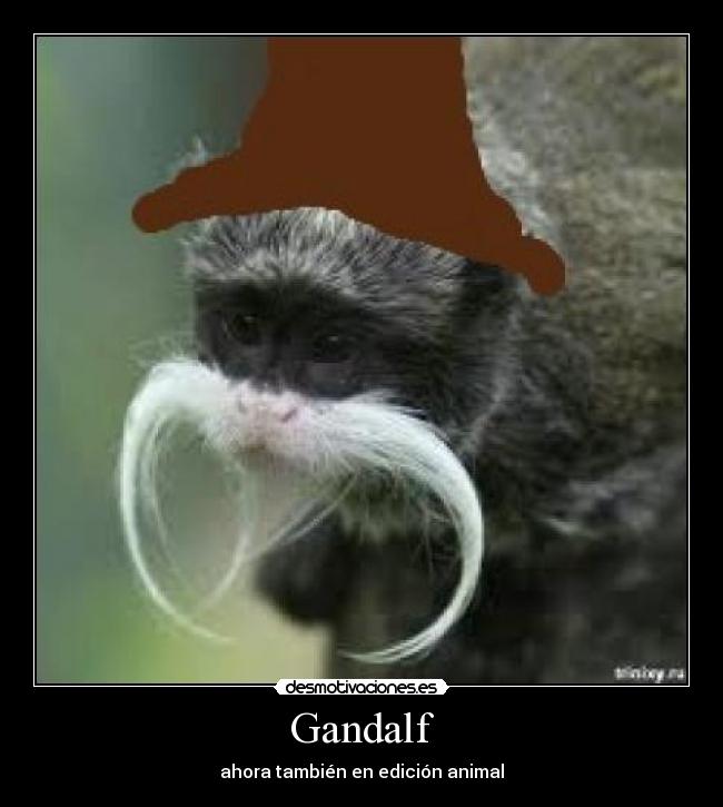 Gandalf - ahora también en edición animal