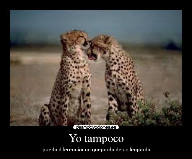 Yo tampoco - puedo diferenciar un guepardo de un leopardo