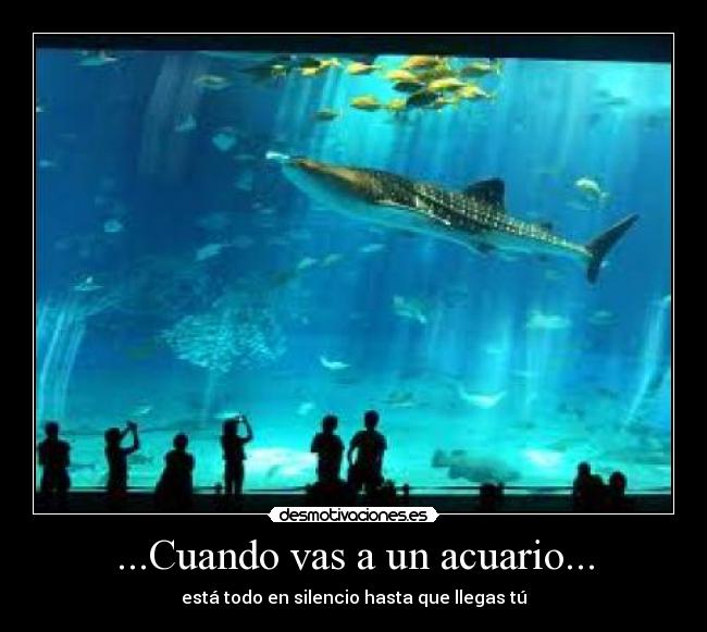 ...Cuando vas a un acuario... - está todo en silencio hasta que llegas tú