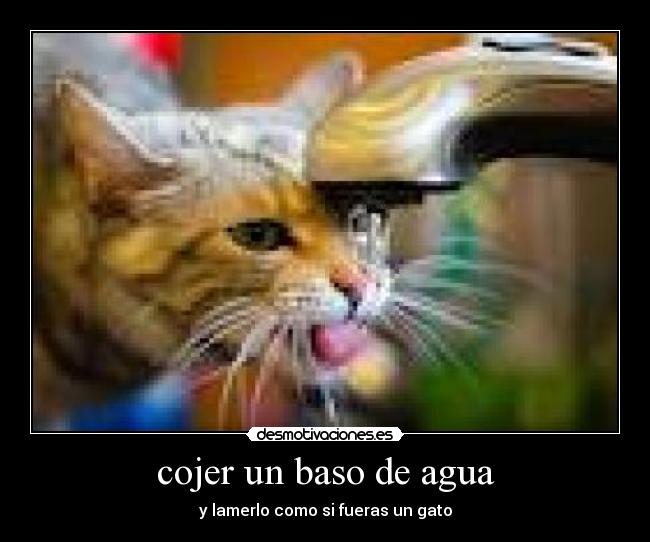 cojer un baso de agua - y lamerlo como si fueras un gato