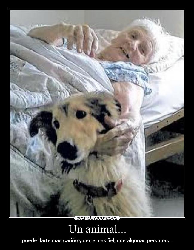 Un animal... - puede darte más cariño y serte más fiel, que algunas personas...