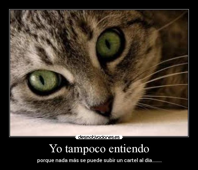 Yo tampoco entiendo -