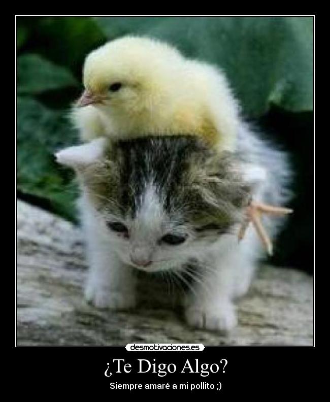 ¿Te Digo Algo? - Siempre amaré a mi pollito ;)