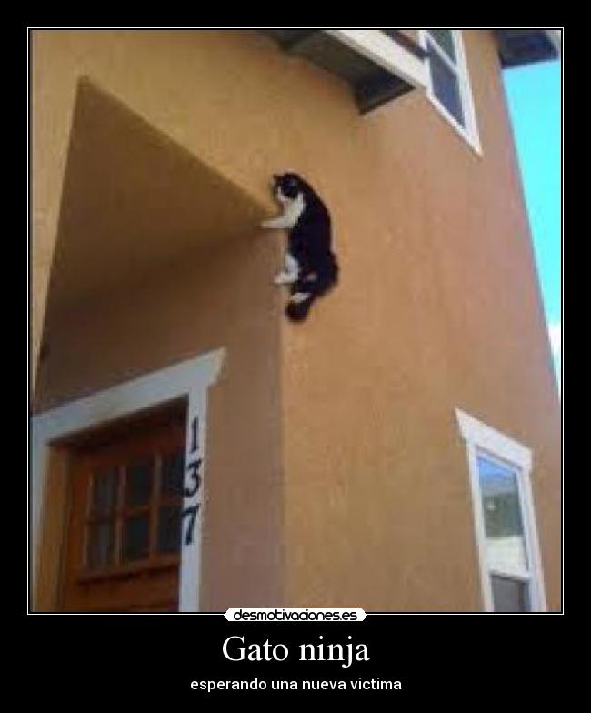 Gato ninja - esperando una nueva victima