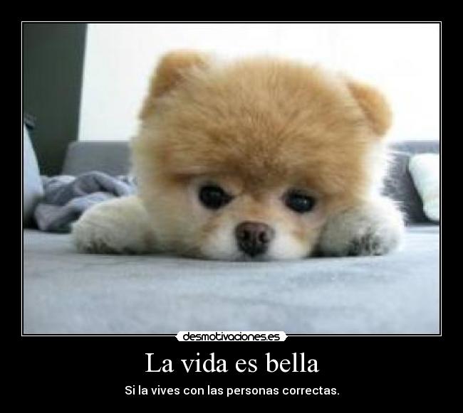 carteles vida perrito aaww desmotivaciones