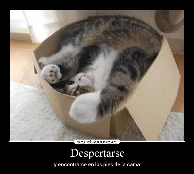 Despertarse - y encontrarse en los pies de la cama