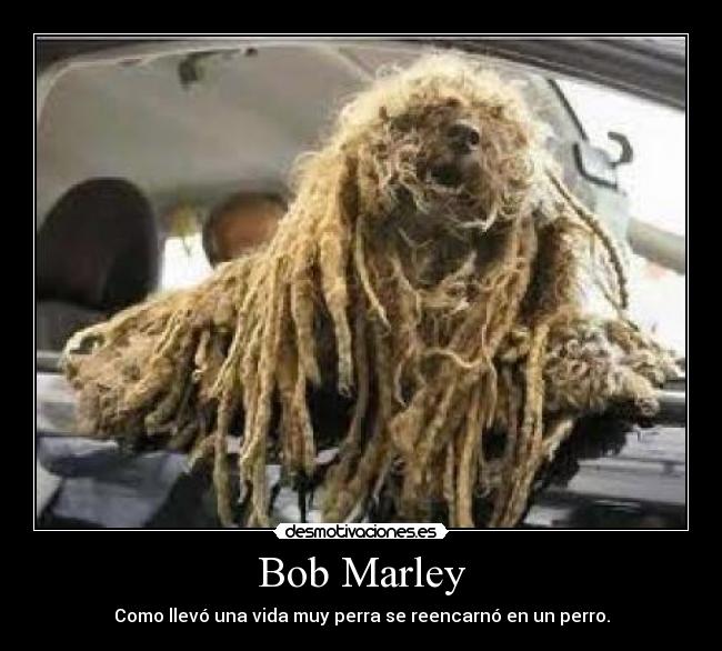 Bob Marley - Como llevó una vida muy perra se reencarnó en un perro.