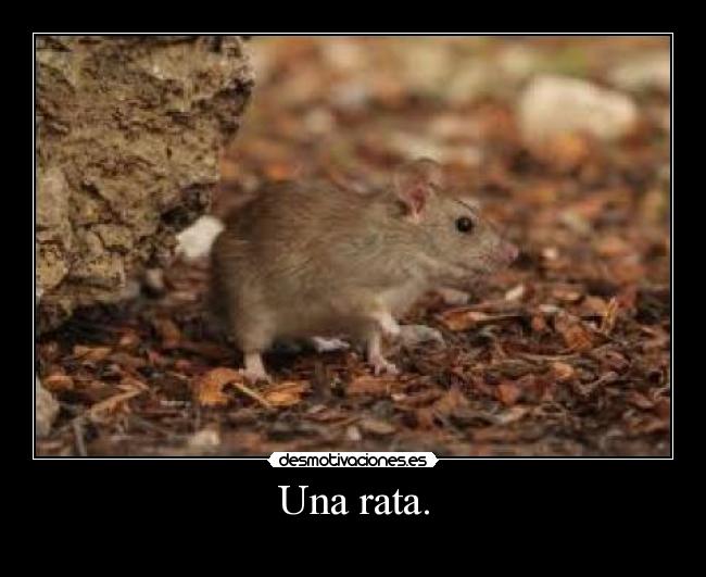 carteles clanantifas kaf clananonymous challengeacceptedd pone palote mesmymlfcq desmotivaciones