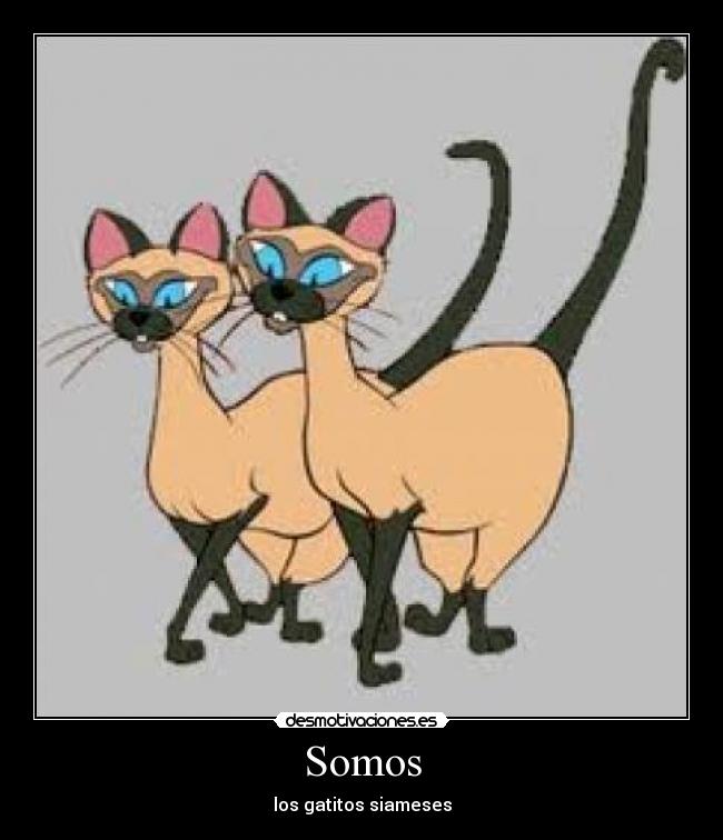 Somos - los gatitos siameses