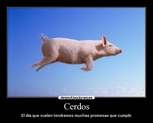 Cerdos - 