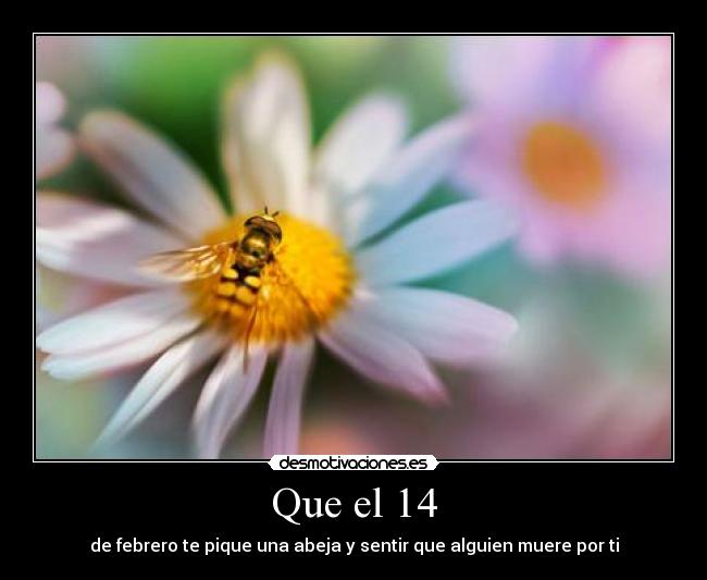 Que el 14 - de febrero te pique una abeja y sentir que alguien muere por ti