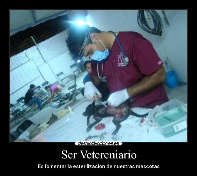 Ser Vetereniario - 