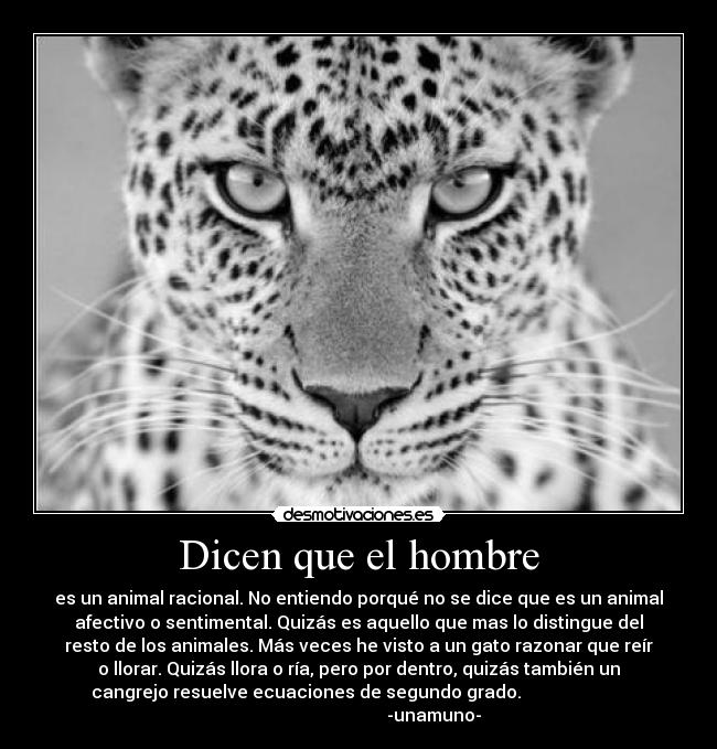 Dicen que el hombre - es un animal racional. No entiendo porqué no se dice que es un animal
afectivo o sentimental. Quizás es aquello que mas lo distingue del
resto de los animales. Más veces he visto a un gato razonar que reír
o llorar. Quizás llora o ría, pero por dentro, quizás también un
cangrejo resuelve ecuaciones de segundo grado.                        
                                  -unamuno-